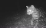 gato-do-mato – Goodyear, Onçafari, monitoramento de fauna, sustentabilidade, conservação ambiental, Americana