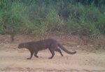 mourisco – Goodyear, Onçafari, monitoramento de fauna, sustentabilidade, conservação ambiental, Americana