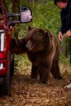 ford f-150, segurança automotiva, conectividade, ford security package, picapes, tecnologia automotiva – (5)