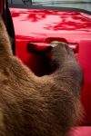 ford f-150, segurança automotiva, conectividade, ford security package, picapes, tecnologia automotiva – (6)