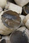 Umicore, catalisador automotivo, reciclagem, economia circular, platina, paládio